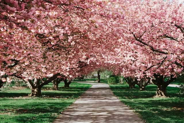 la primavera coi alberi di ciliegio